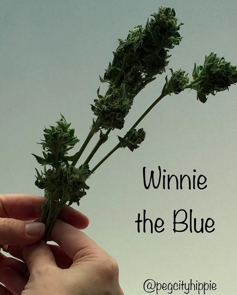 Winnie The Blue