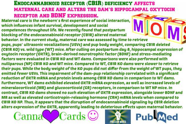 Endocannabinoid receptor (CB1R) deficiency affects maternal care and alters the dam’s hippocampal oxytocin receptor and BDNF expression