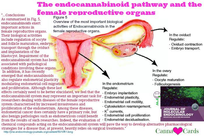 The endocannabinoid pathway and the female reproductive organs