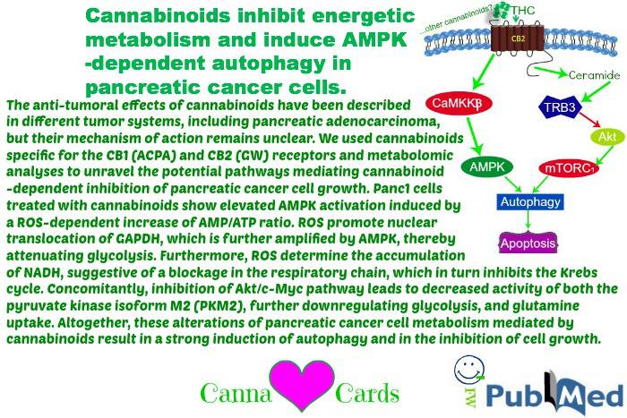 cannabinoids pancreatic C