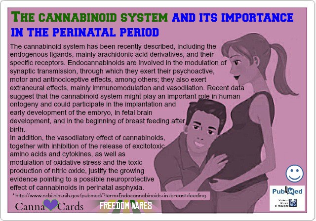 site 2 [The cannabinoid system and its importance in the perinatal period].