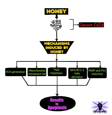 Honey Apoptosis III site