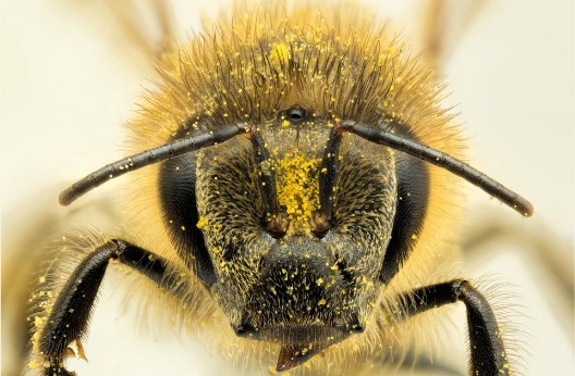 Honey bee 1