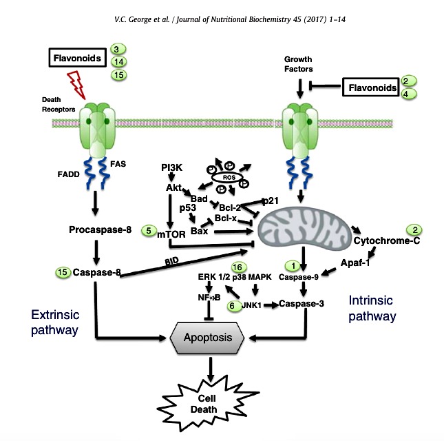 RG Figure 5