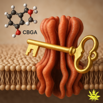 Photorealistic composition showing a cannabis leaf, laboratory glassware, and a correct 2D chemical structure of CBGA on a notepad, symbolizing scientific exploration of cannabinoid biosynthesis through microbial enzyme engineering.
