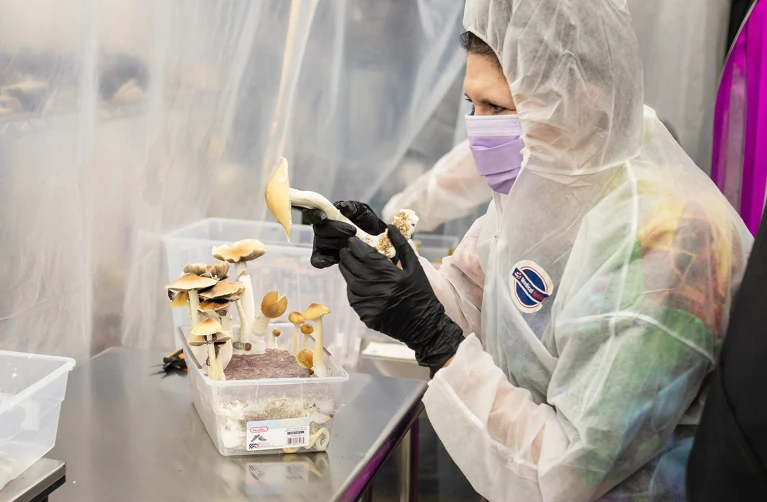Scientist in full protective gear examines psilocybin mushrooms in a sterile lab setting, highlighting research into psychedelic medicine.