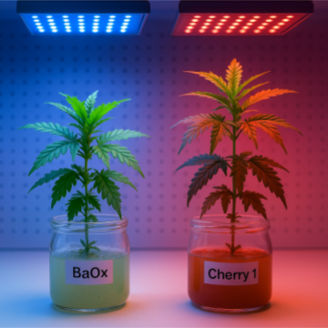 Two cannabis plants labeled BaOx and Cherry 1 growing in clear RV750 vessels filled with gel medium under blue and red LED grow lights. BaOx appears compact and green under blue light, while Cherry 1 is taller with reddish leaves under red light. Both sit on a metal lab shelf in a controlled growth environment.