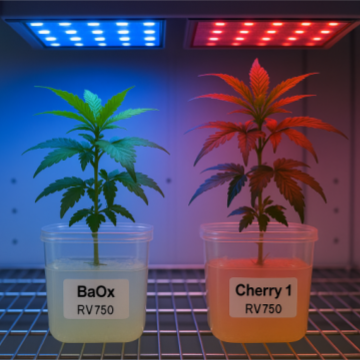 Two cannabis plants labeled BaOx and Cherry 1 growing in clear RV750 vessels filled with gel medium under blue and red LED grow lights. BaOx appears compact and green under blue light, while Cherry 1 is taller with reddish leaves under red light. Both sit on a metal lab shelf in a controlled growth environment.