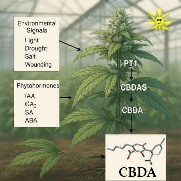 Diagram of a cannabis plant showing how environmental signals (light, drought, salt, wounding) and phytohormones (IAA, GA₃, SA, ABA) trigger PT1 and CBDAS gene activity, leading to CBDA production. Includes a 2D molecular structure of CBDA and a sun icon indicating light exposure in a greenhouse setting.