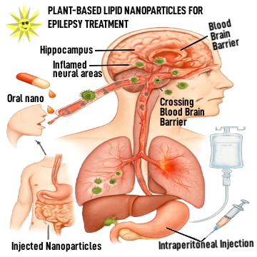 Scientific illustration showing plant-based lipid nanoparticles for epilepsy treatment delivered via oral and injection routes. A human figure displays oral administration ("oral nano") leading through the digestive tract, and two injection methods: intravenous (IV) and intraperitoneal (IP). Nanoparticles are shown traveling through the bloodstream, crossing the blood-brain barrier, and targeting inflamed neural areas, specifically the hippocampus. Labels identify key points including blood-brain barrier crossing, oral and injected nanoparticles, and brain tissue.