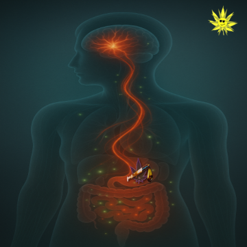 A scientific medical illustration shows a semi-transparent human figure experiencing post-stroke inflammation. A bright red-orange signal originates in the brain and travels down the vagus nerve to the gut, indicating the inflammatory cascade. Green orbs represent cannabinoid activity modulating this response. Molecular icons and labeled receptors (CB1 and CB2) appear alongside the digestive system, highlighting how endocannabinoids and exogenous cannabinoids interact with gut inflammation. The illustration emphasizes the gut-brain axis and systemic cannabinoid-mediated neuroprotection.