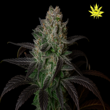igh-resolution photo of a trichome-rich cannabis flower in late bloom, showing darkened leaves and dense resin glands, illustrating optimal harvest readiness based on visual maturity cues.